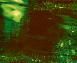 Geworteld